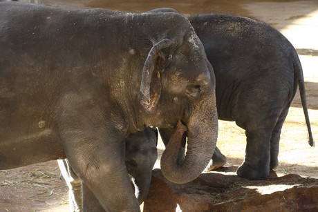 elefanten-park