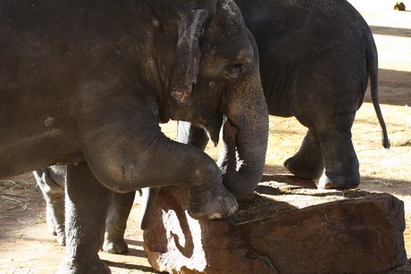 elefanten-park