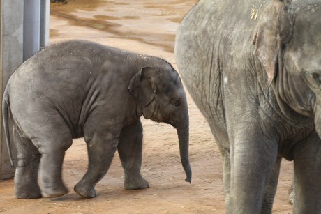 elefanten-park