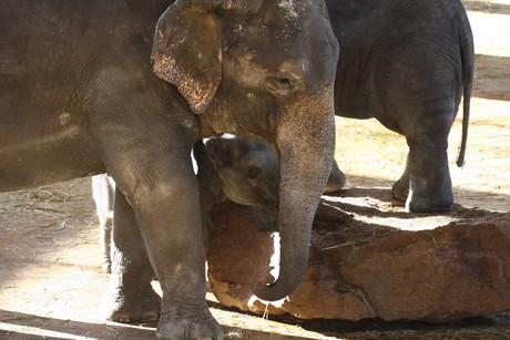 elefanten-park