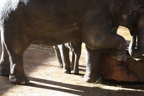 elefanten-park