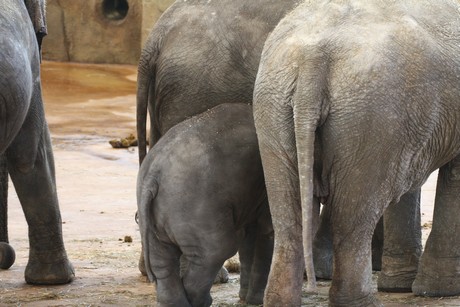 elefanten-park