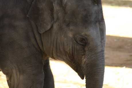 elefanten-park