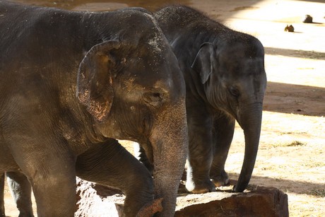 elefanten-park
