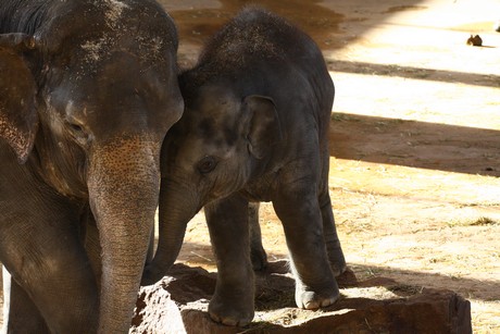 elefanten-park