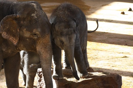 elefanten-park