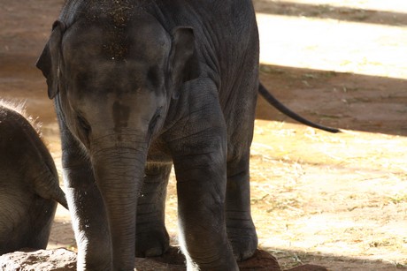 elefanten-park