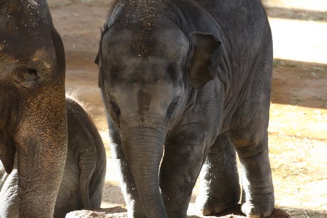 elefanten-park