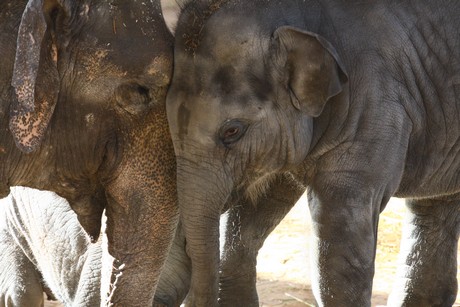 elefanten-park