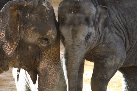 elefanten-park