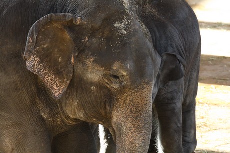elefanten-park