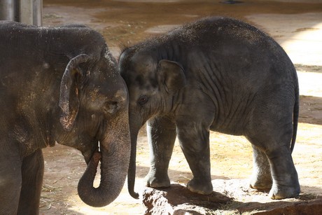 elefanten-park