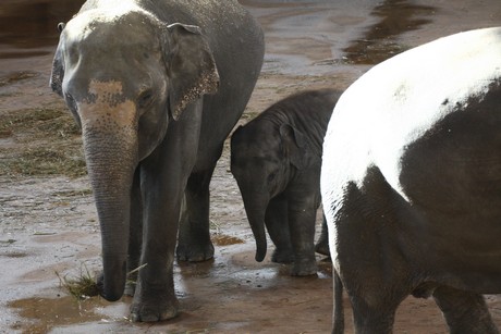 elefanten-park