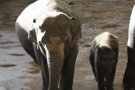 elefanten-park
