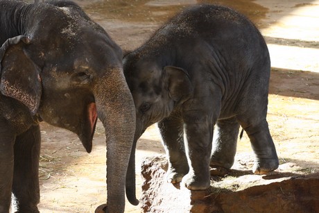 elefanten-park