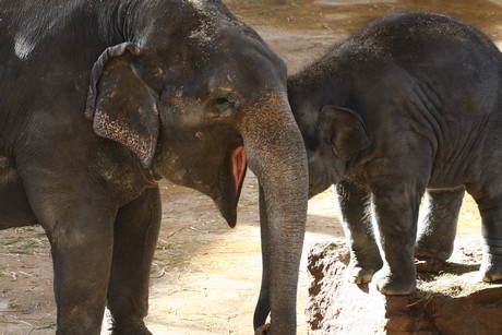 elefanten-park