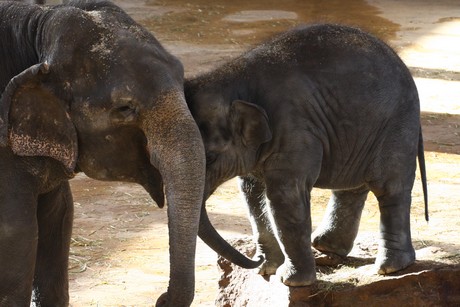 elefanten-park