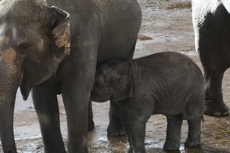 elefanten-park