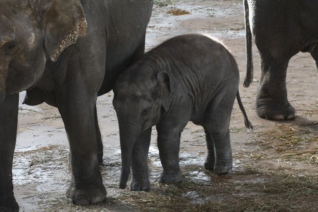 elefanten-park