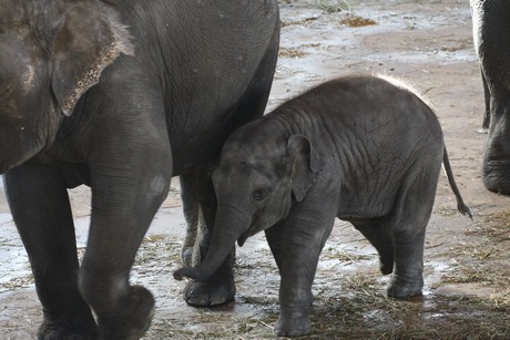 elefanten-park