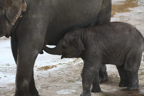 elefanten-park