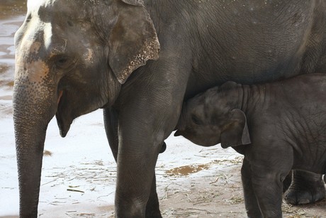 elefanten-park