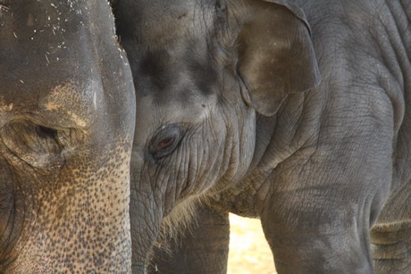 elefanten-park
