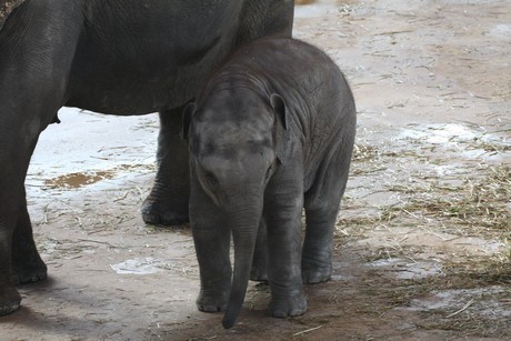 elefanten-park