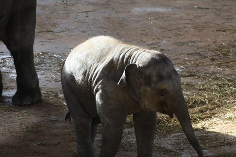 elefanten-park