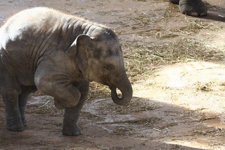 elefanten-park