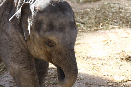elefanten-park