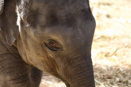 elefanten-park
