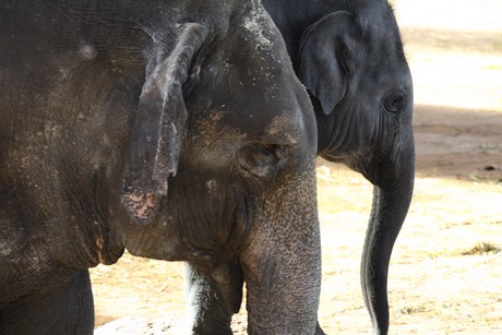 elefanten-park