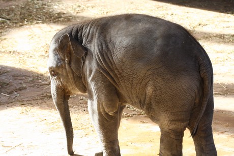 elefanten-park