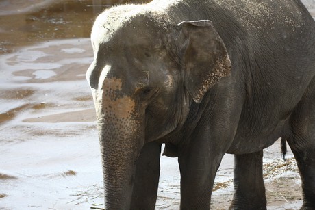 elefanten-park