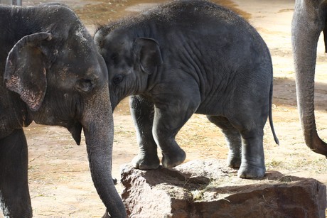 elefanten-park