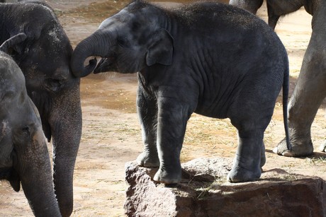 elefanten-park