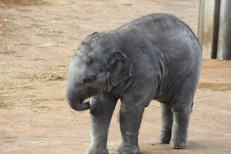elefanten-park