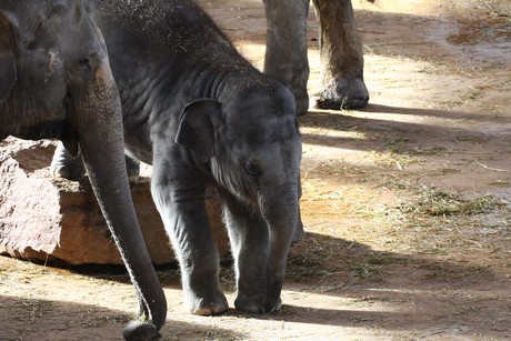 elefanten-park
