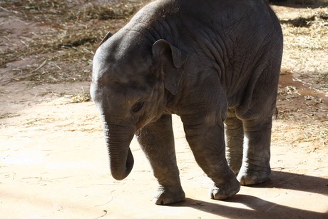 elefanten-park