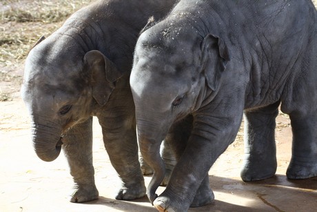 elefanten-park