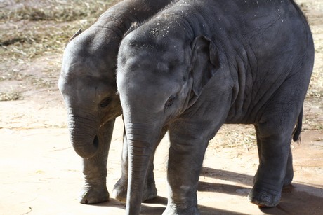 elefanten-park