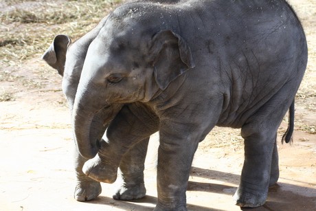 elefanten-park