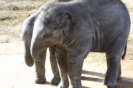 elefanten-park
