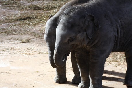 elefanten-park