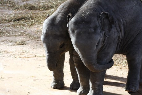 elefanten-park