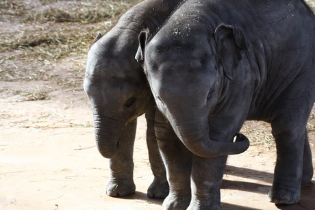 elefanten-park