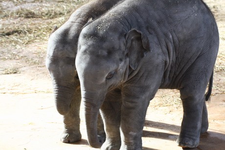 elefanten-park