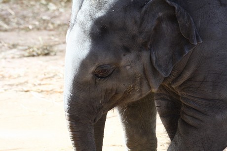 elefanten-park