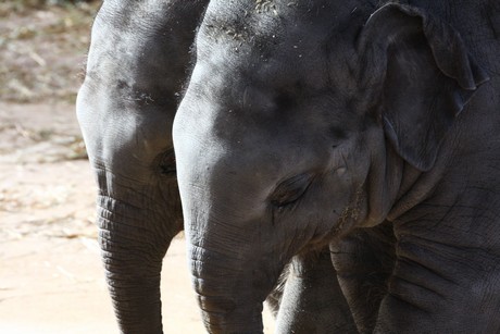 elefanten-park